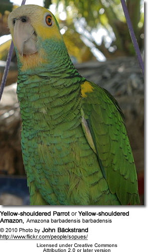 Yellow-shouldered Parrot or Yellow-shouldered Amazon (Amazona barbadensis barbadensis