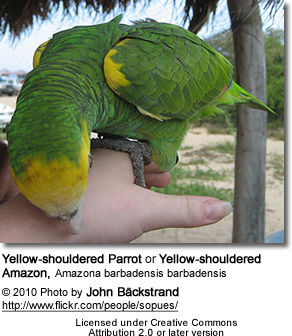 Yellow-shouldered Parrot or Yellow-shouldered Amazon