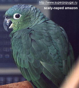 Scaly-naped Amazon