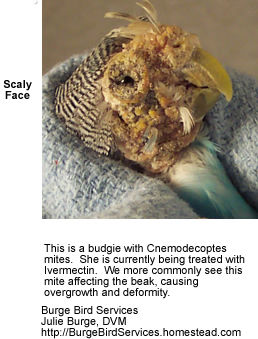 Scaly Face