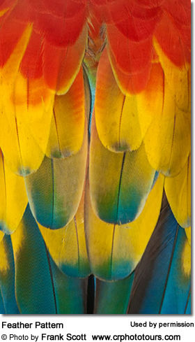 Scarlet Macaws