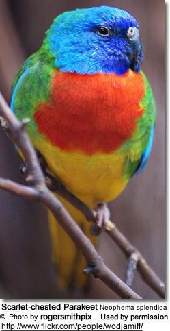 Grass Parakeets / Parrots | Beauty of Birds