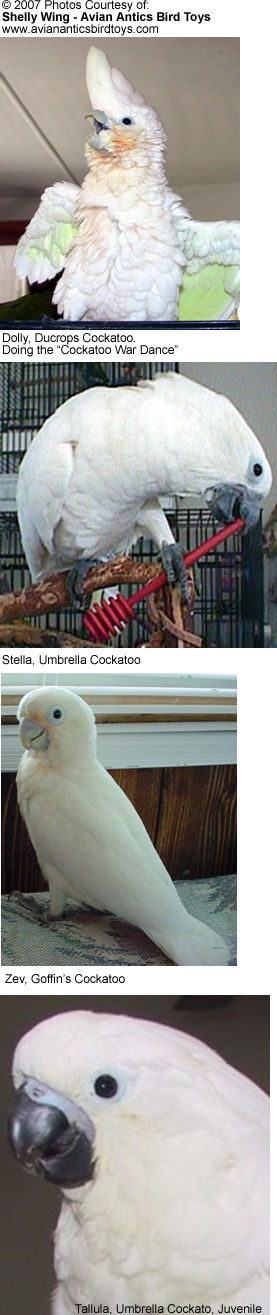 Cockatoos