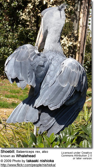Shoebill, Balaeniceps rex, also known as Whalehead