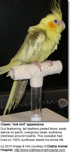 Classic “sick bird” appearance