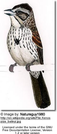 Sierra Madre Sparrow