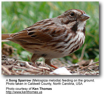Song Sparrow