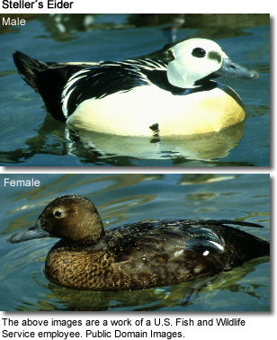 Steller's Eider