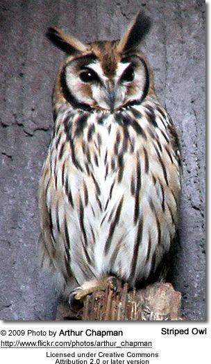 Striped Owl
