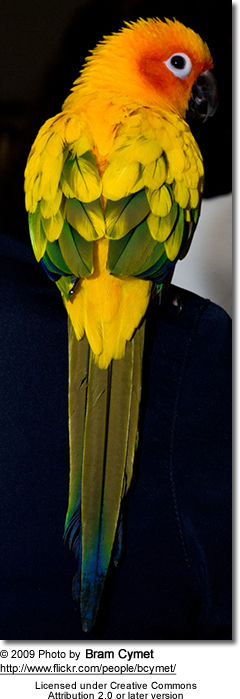 Sun Conure