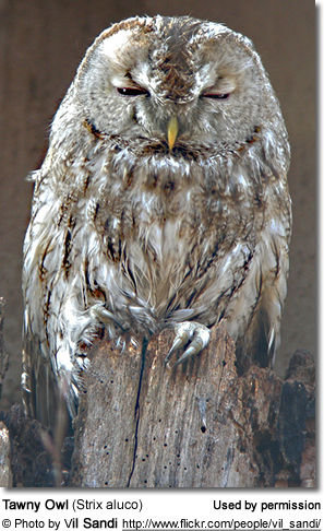Tawny Owl