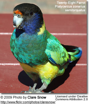 Twenty-Eight Parrot