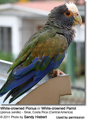 White-capped Pionus