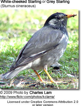 White-cheeked Starling