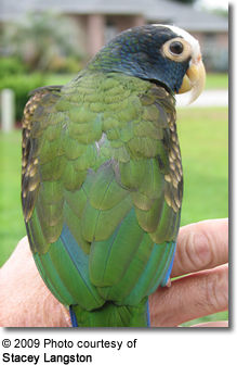 White-crowned Pionus