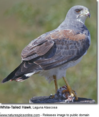 White-tailed Hawk