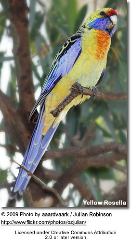Yellow Rosella