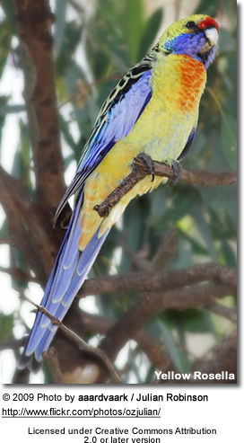 Parrots found in N - Z | Beauty of