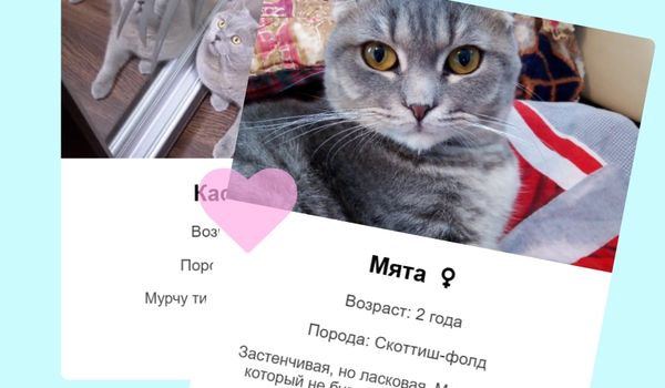 Catr - Swipe. Match. Meow!