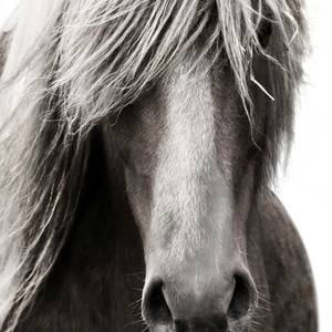 Picture of Horse Portrait Wall Art