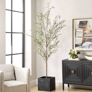 Picture of Abundance Potted Olive Tree