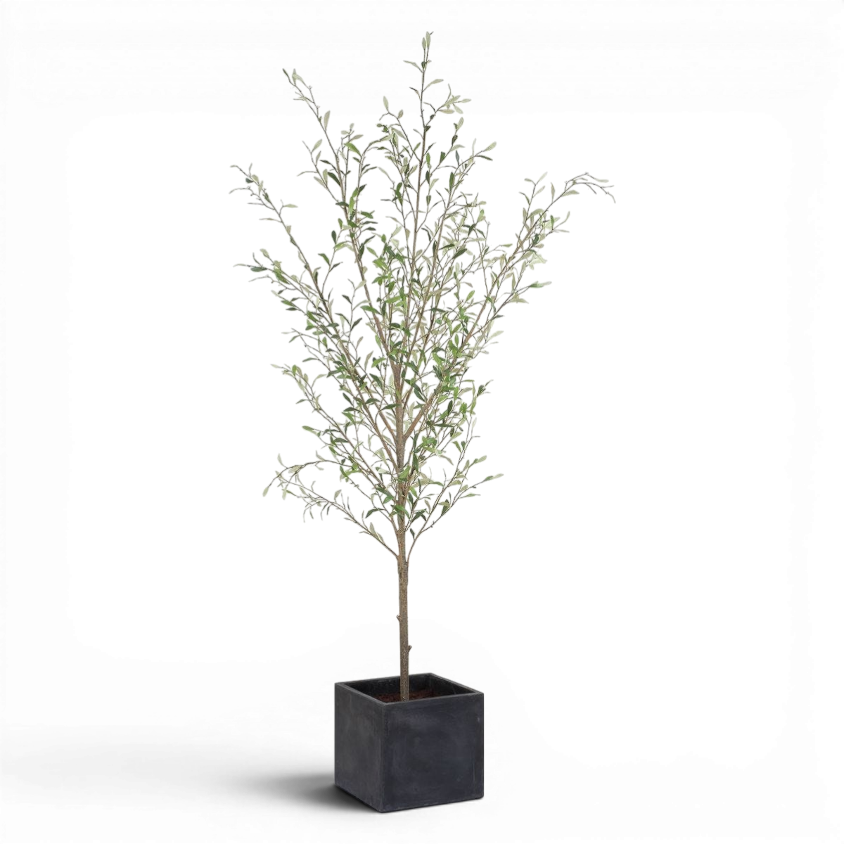 Picture of Abundance Potted Olive Tree