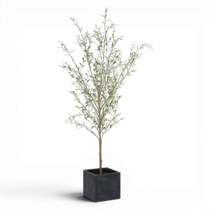 Picture of Abundance Potted Olive Tree