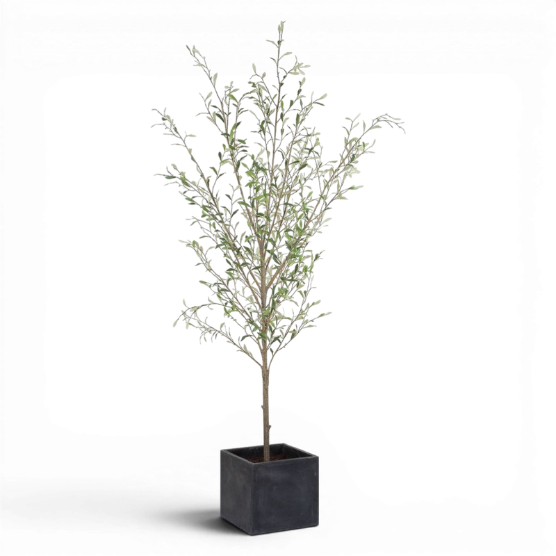 Picture of Abundance Potted Olive Tree