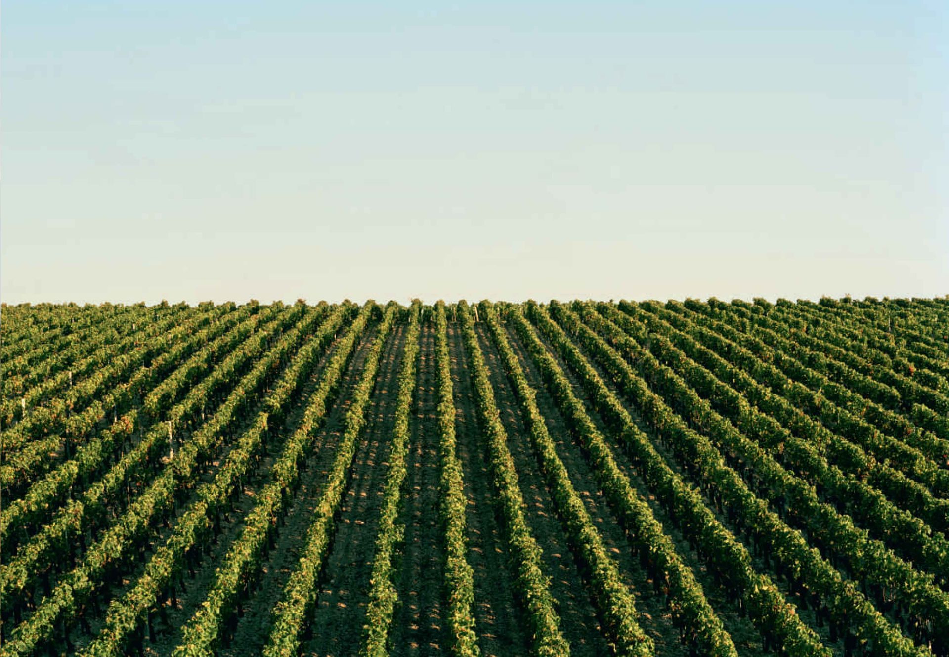 拉菲古堡的葡萄園及莊園建築，展現其歷史底蘊