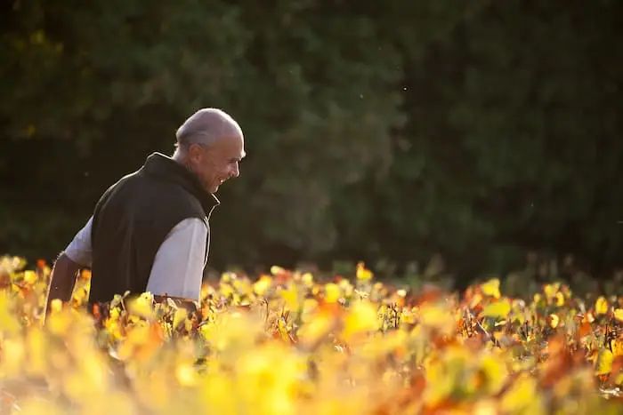 DRC 葡萄園在晨光中的特寫