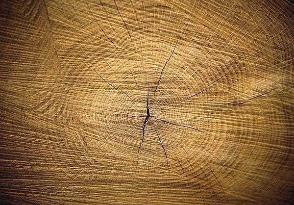 日本製桶工匠正在仔細檢查水楢木板材的紋理和濕度