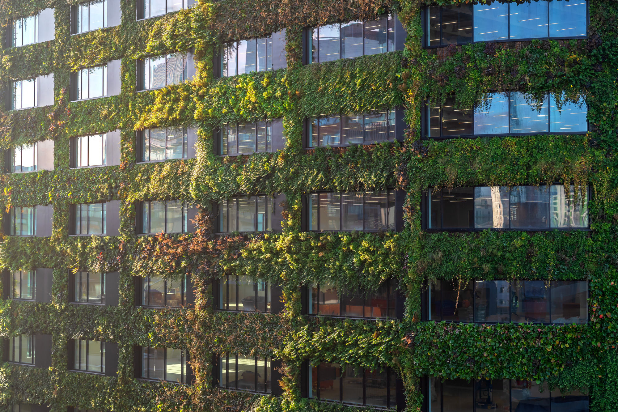 A close up photograph of the Eden New Bailey living wall