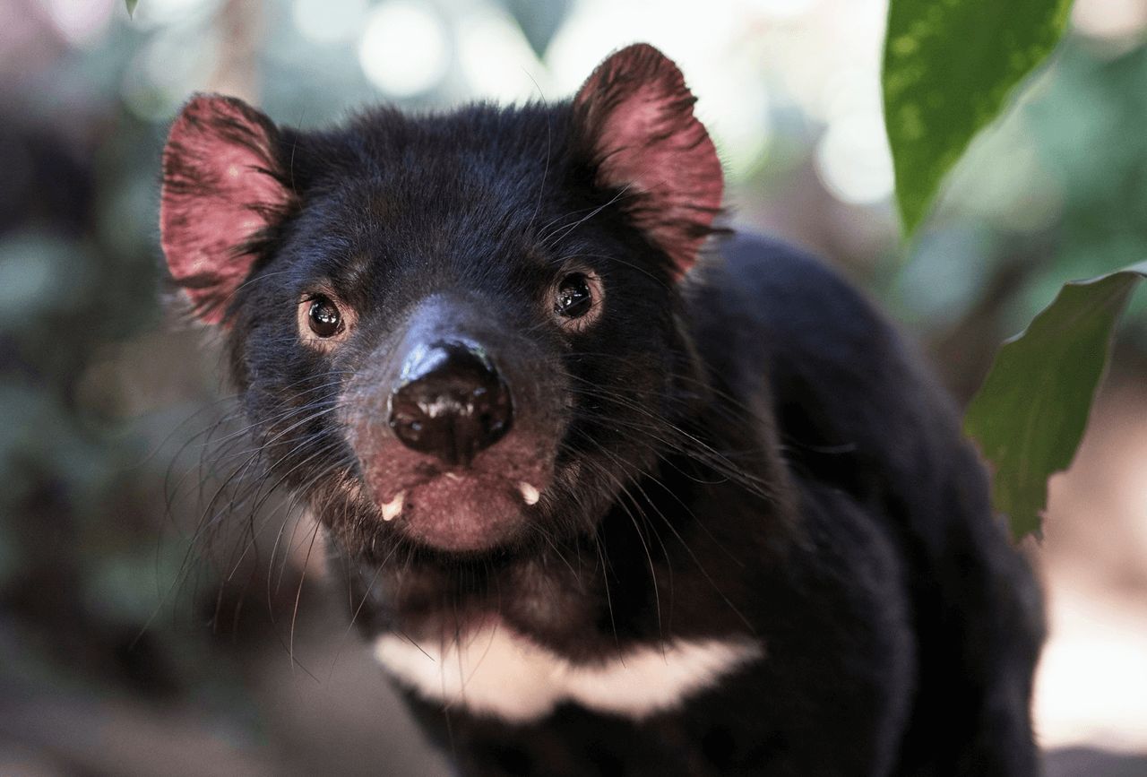 Introducing: The Tasmanians