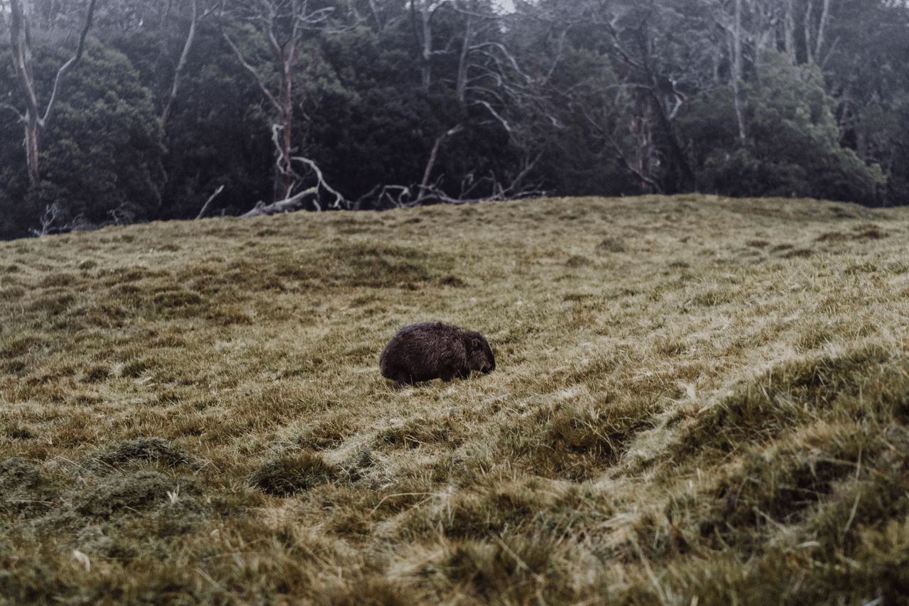 Our guide To Off-Season Winter Elopements In Tasmania