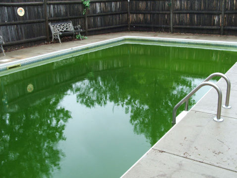 algae remediation