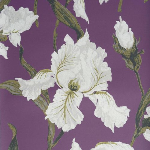 Absolue Iris-9530312
