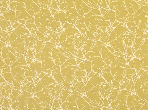 Acacia Quince-7758/01