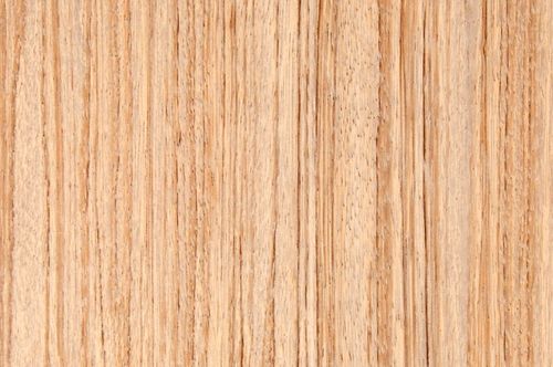 Bird Limed - 7802