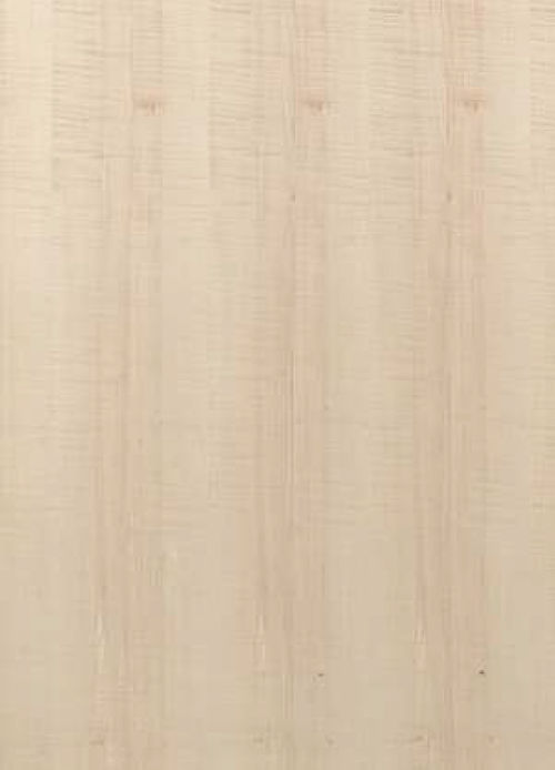 European Sycamore