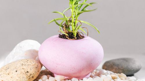 Nidha: Patra Pot