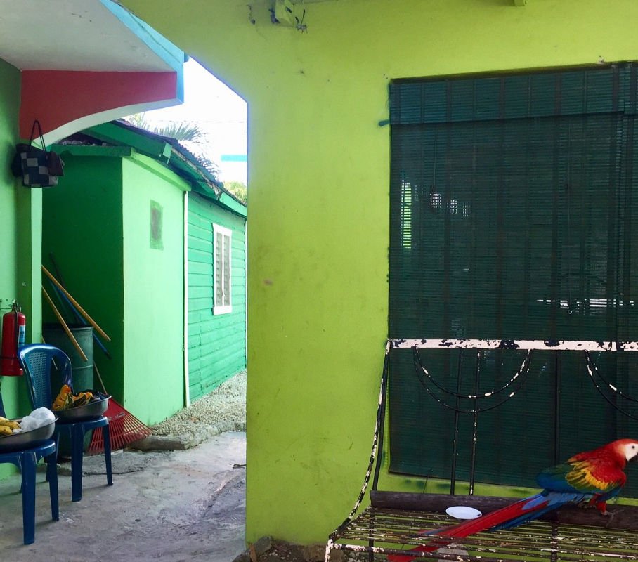 A vibrant scarlet macaw with red, blue, and yellow feathers perches on a dark, wrought-iron structure in a bright lime green outdoor courtyard. The background includes dark slatted blinds and a narrow passage on the left showing another green wooden build