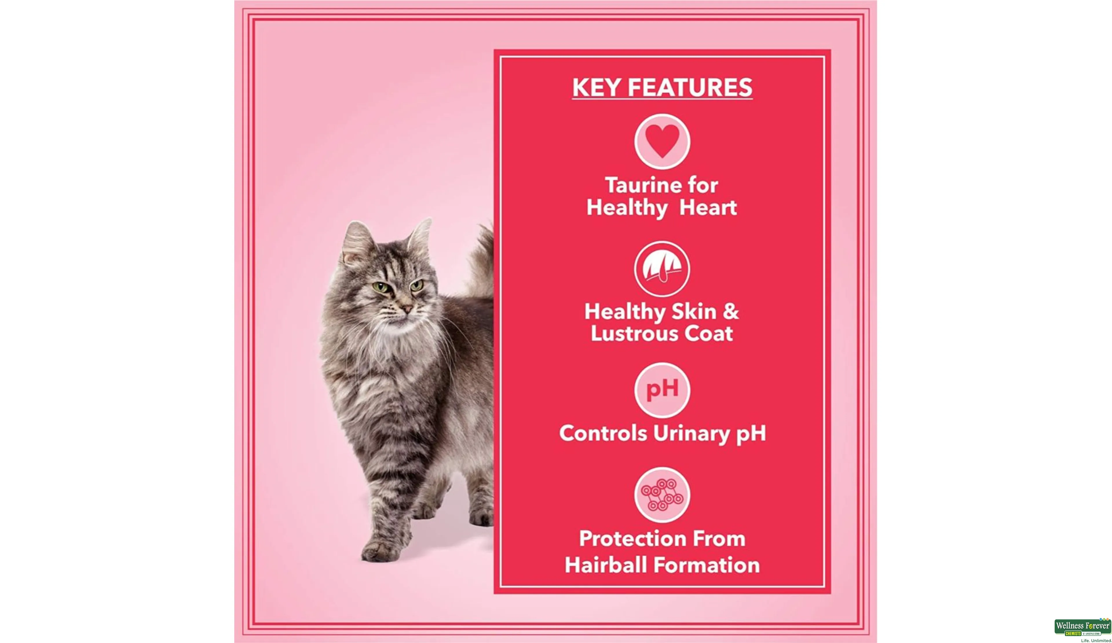 Lets bite kitten food hotsell