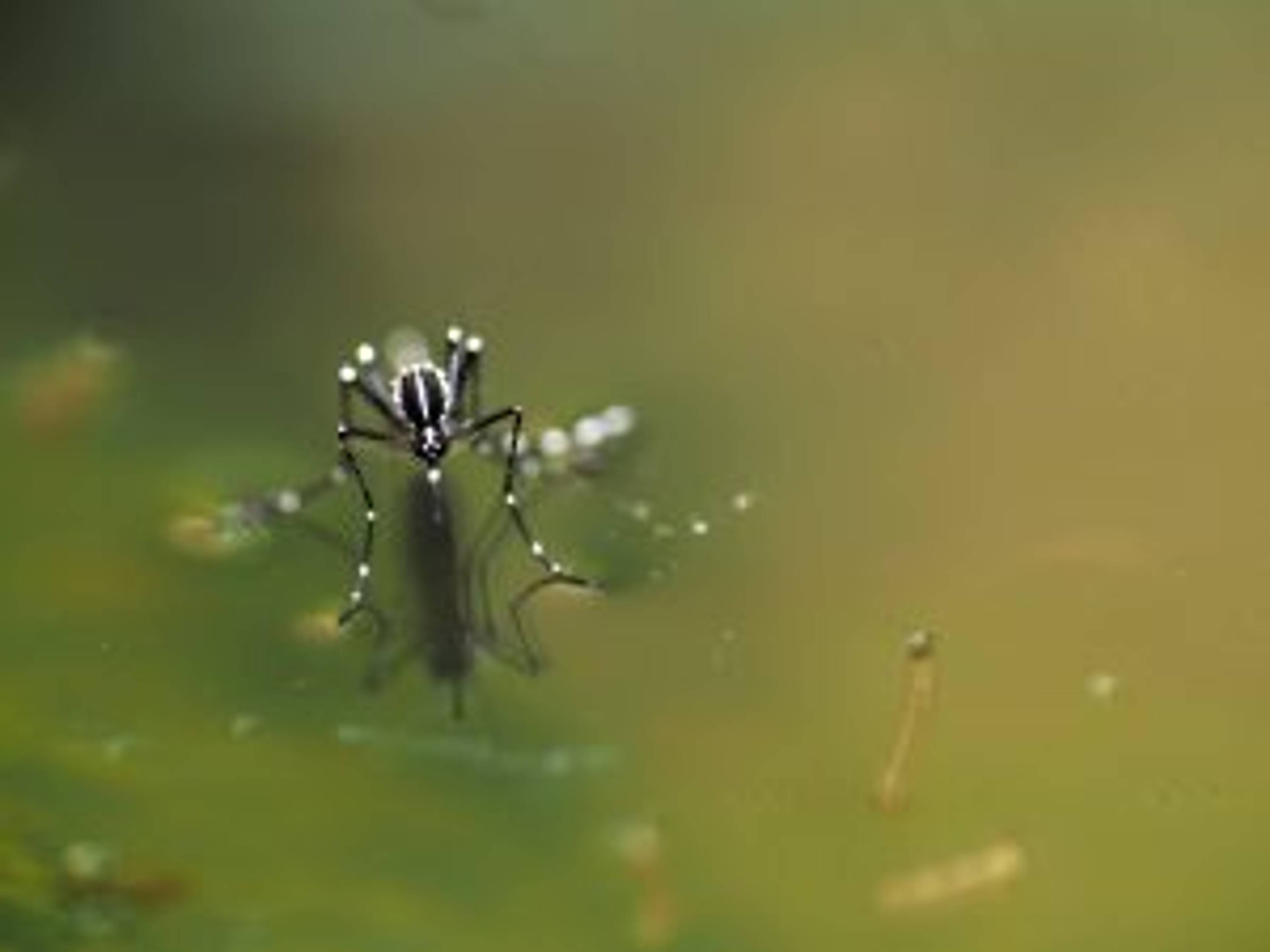PREVENT COMMON MONSOON DISEASES DURING THE RAINY SEASON-image
