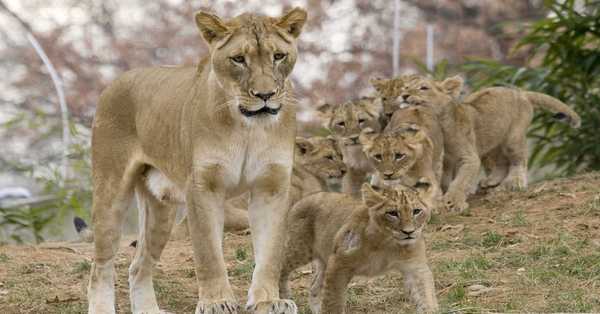 Four lions test positive for COVID-19 in Spanish zoo