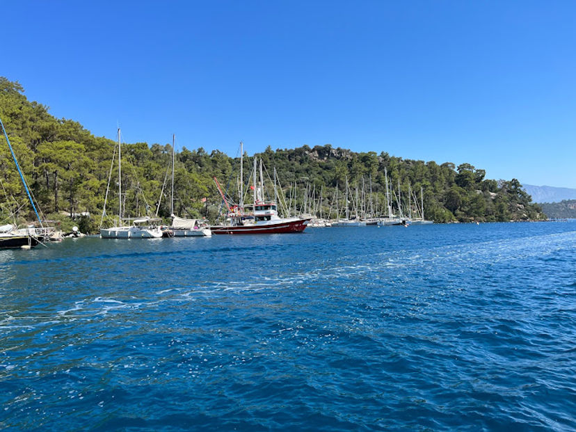 Karacasöğüt
