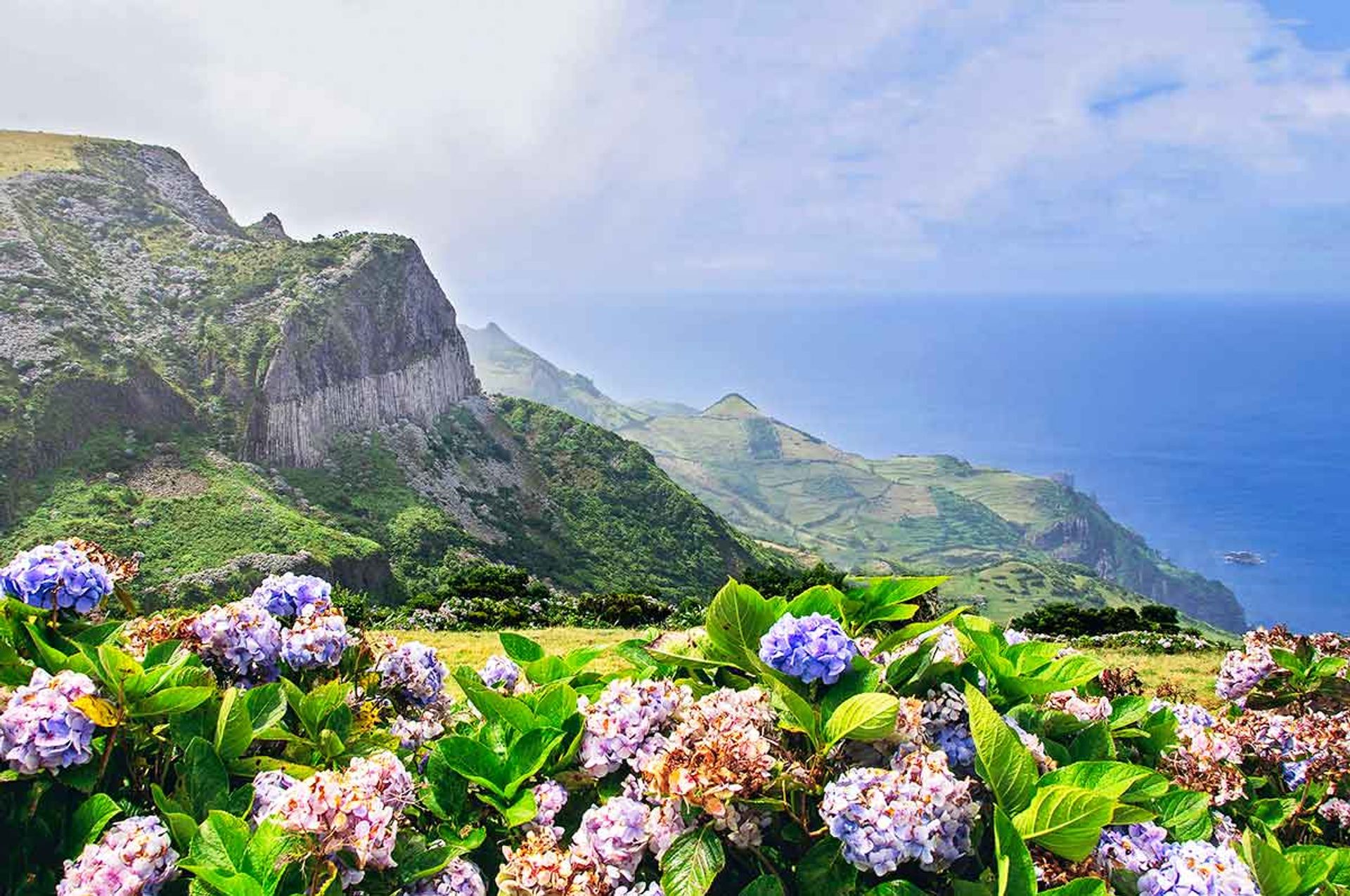 Flores