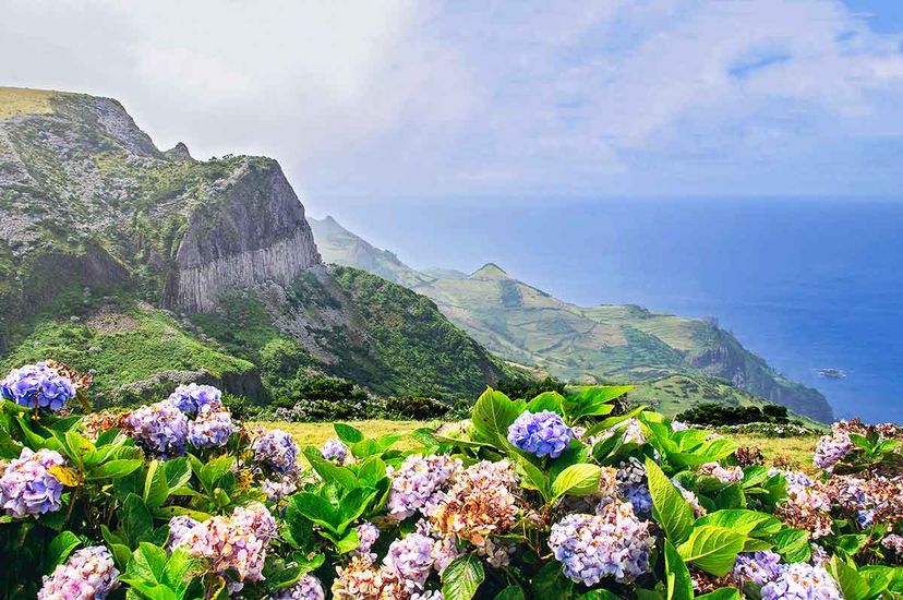 Flores