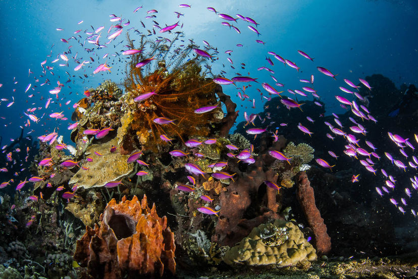 Apo Reef