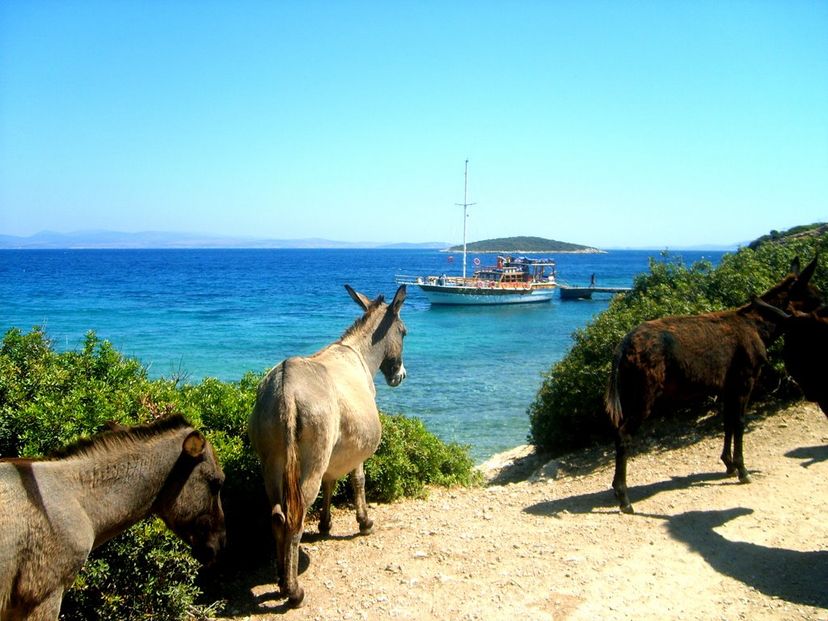 Eşek Adası