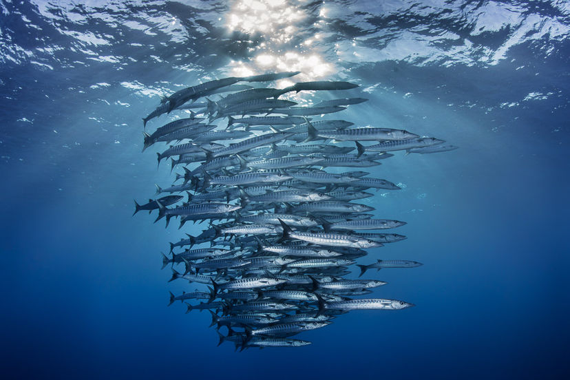 Apo Reef